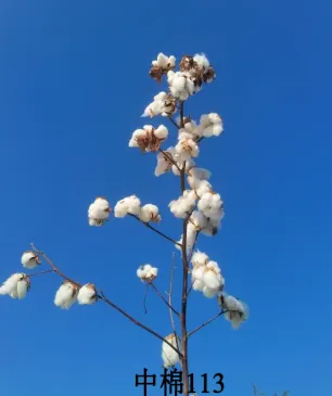 中棉113图片