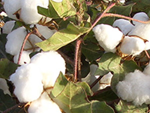 新陆早17号图片