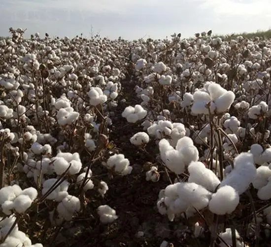 新陆早50号图片