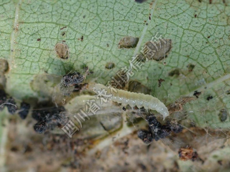 棉大卷叶螟病害图片