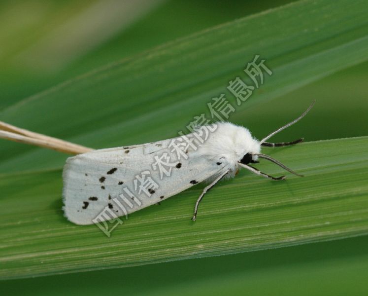 星白灯蛾病害图片