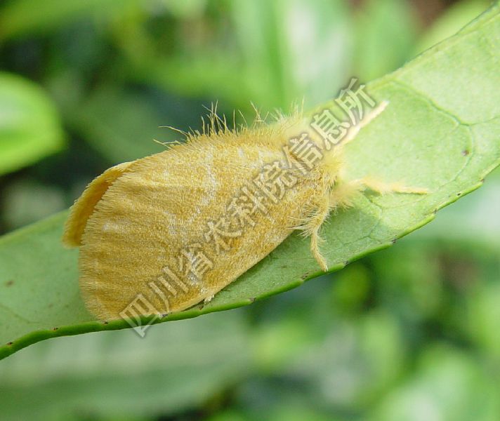 折带黄毒蛾病害图片