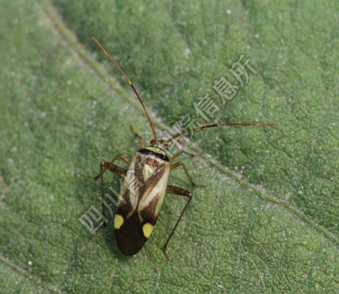 三点盲蝽病害图片
