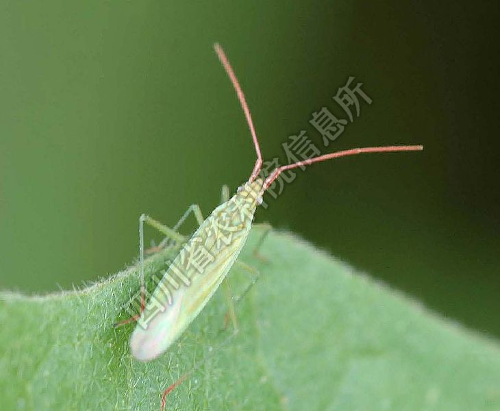 赤须盲蝽病害图片