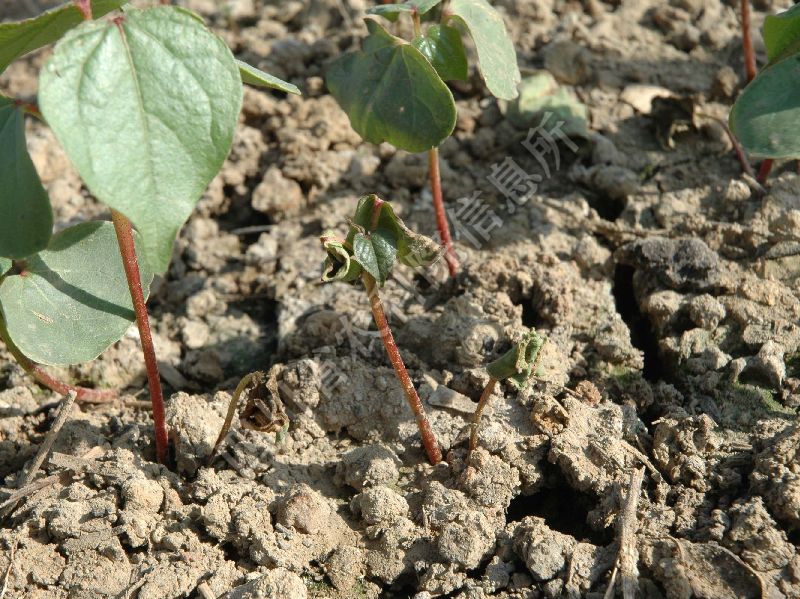 棉苗立枯病病害图片