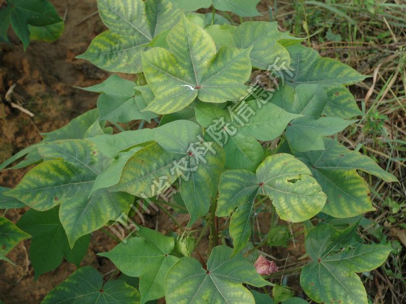 棉花黄萎病病害图片