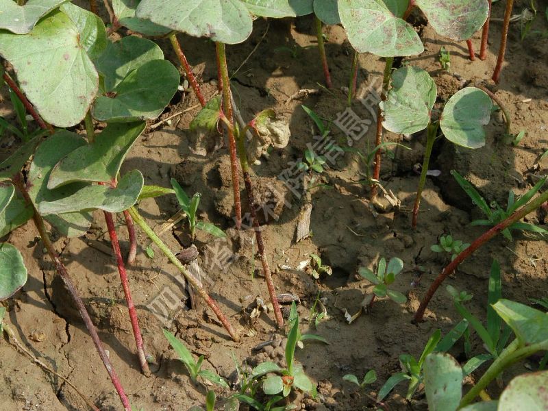 棉花茎枯病病害图片