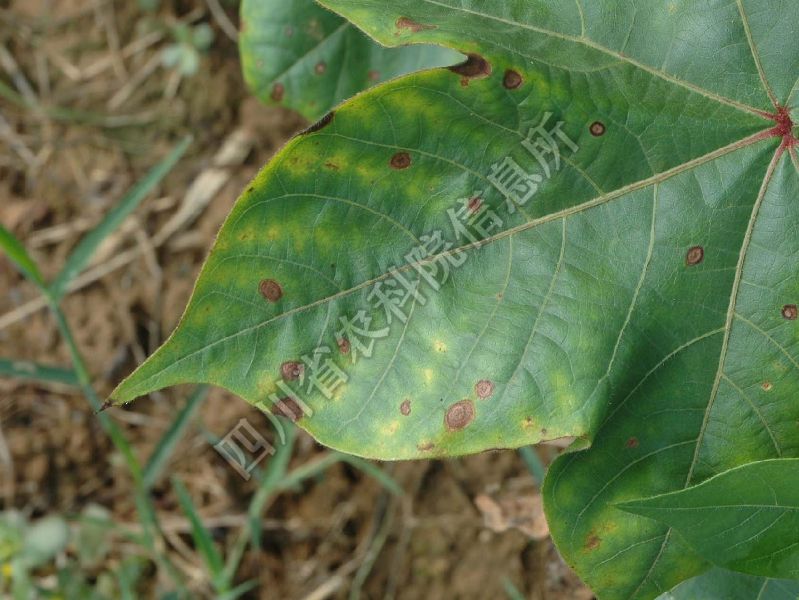 棉花轮纹病病害图片