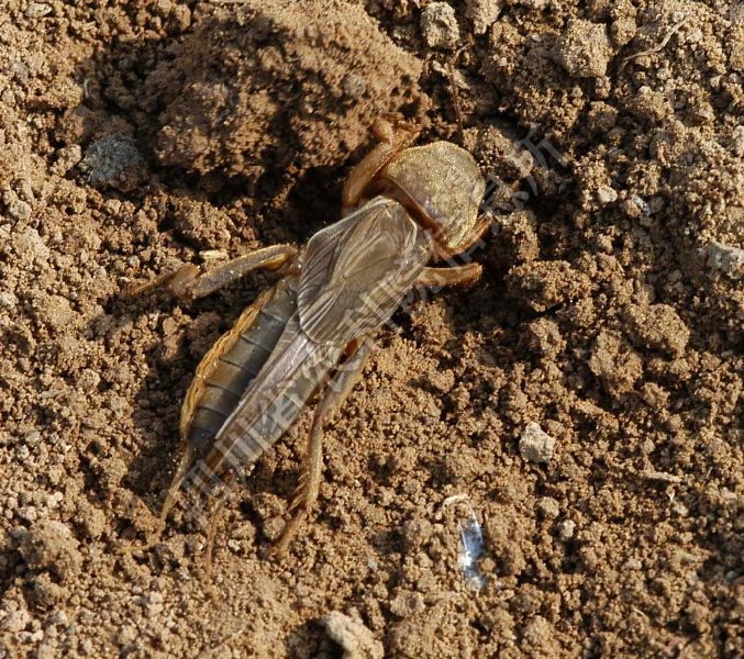 华北蝼蛄病害图片