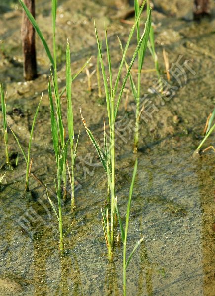 水稻恶苗病病害图片