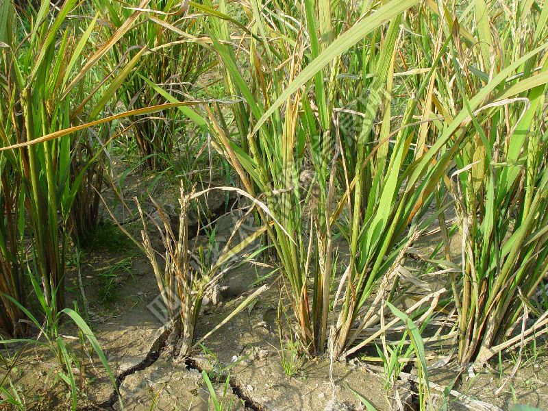 水稻黄萎病病害图片