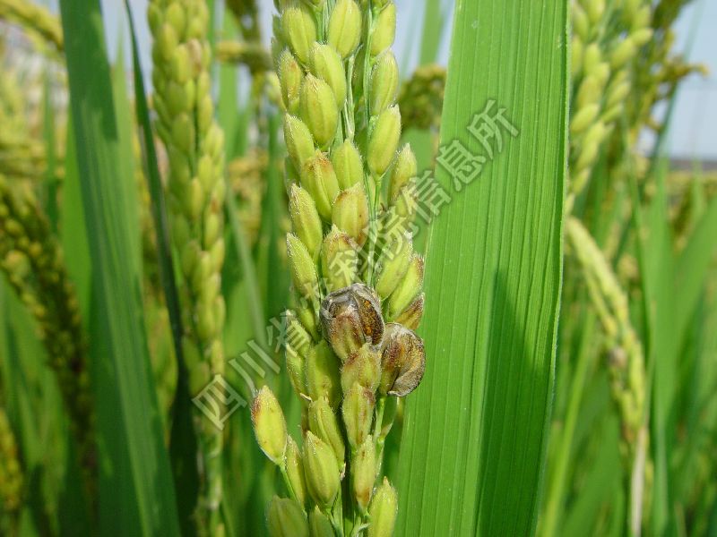 稻曲病病害图片