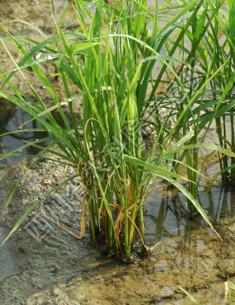 水稻条纹叶枯病病害图片