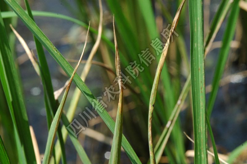 水稻干尖线虫病病害图片