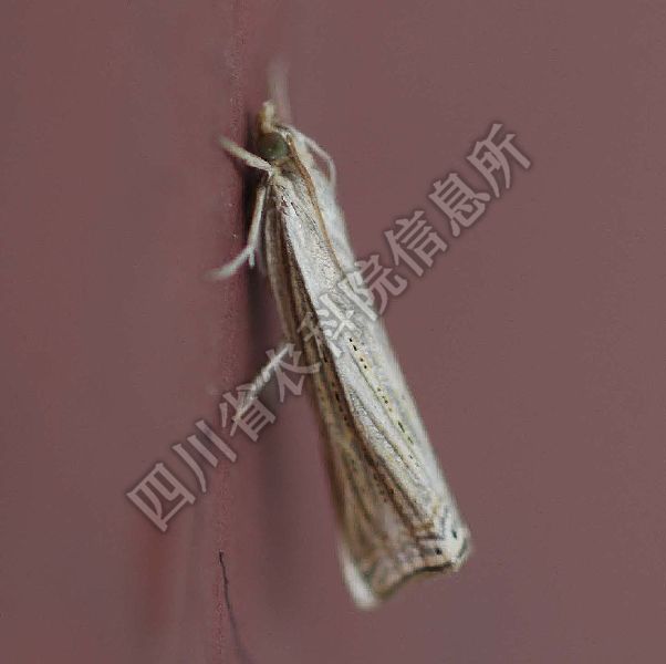 稻巢螟病害图片