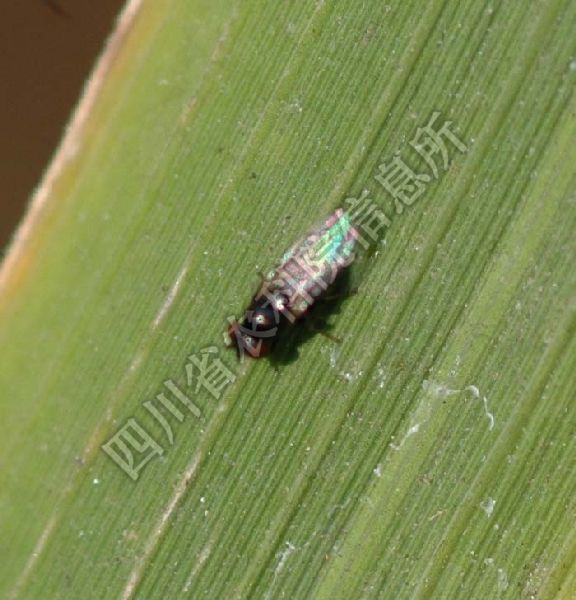 稻潜叶蝇病害图片