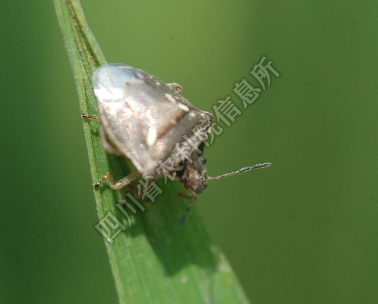 稻黑蝽病害图片