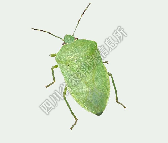 稻绿蝽病害图片