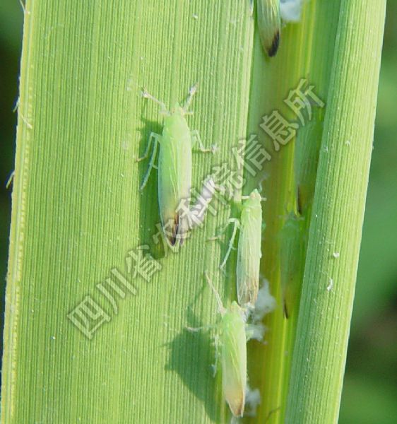 长绿飞虱病害图片