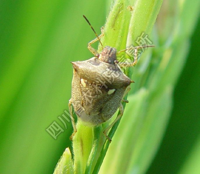 二星蝽病害图片