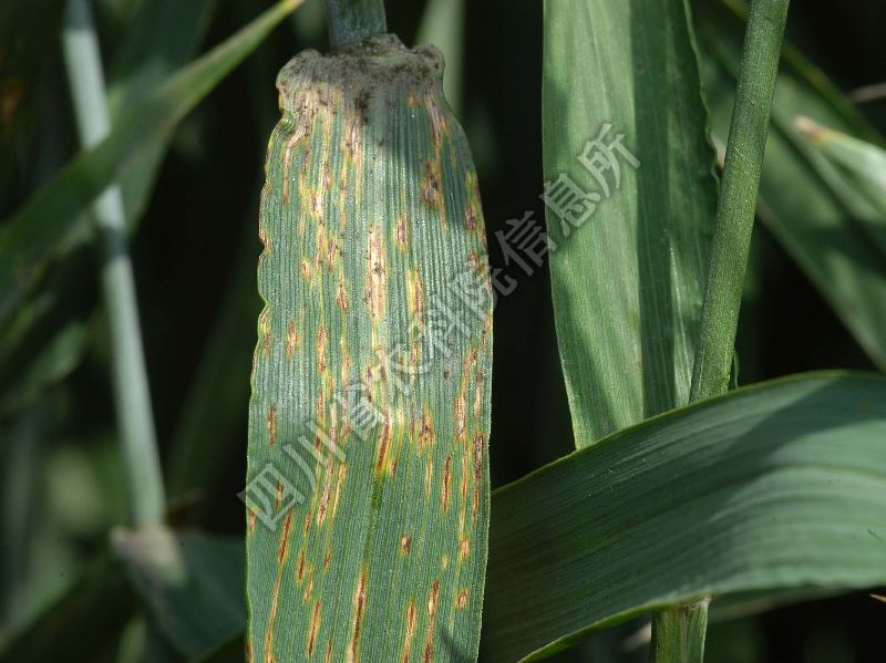 小麦黑颖病病害图片