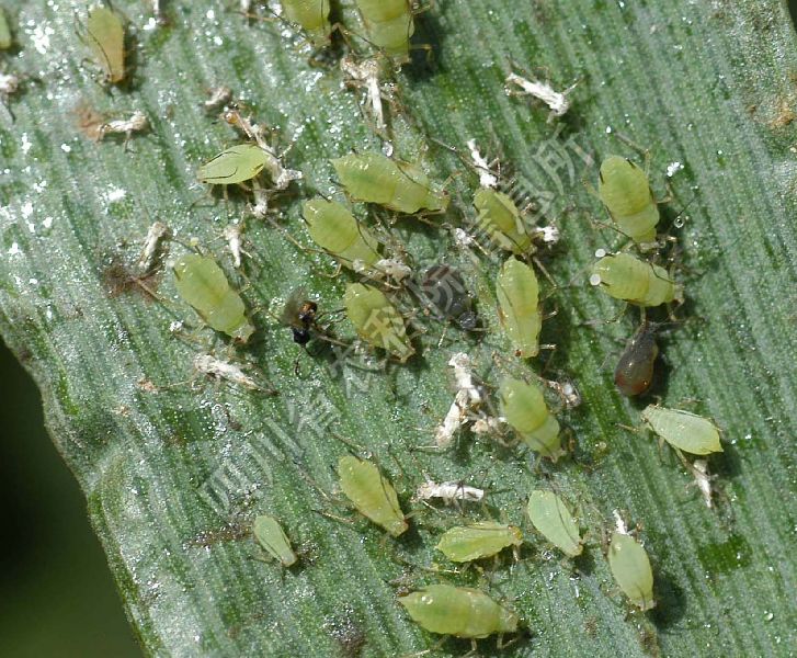 麦二叉蚜病害图片