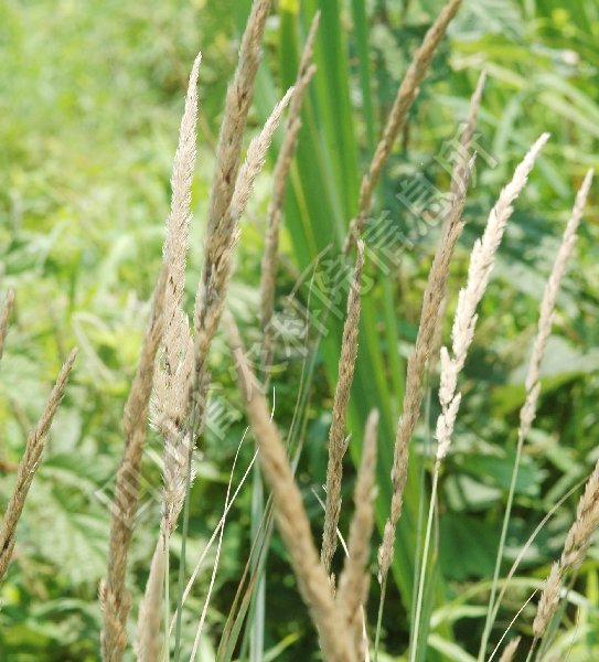 纤毛鹅观草病害图片