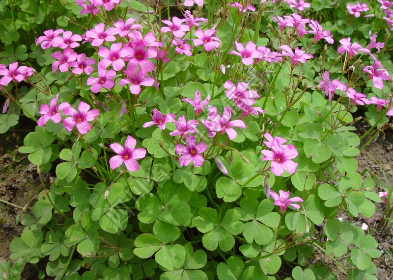 铜锤草病害图片