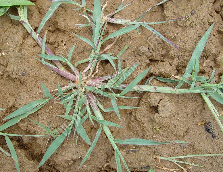 小旱稗病害图片