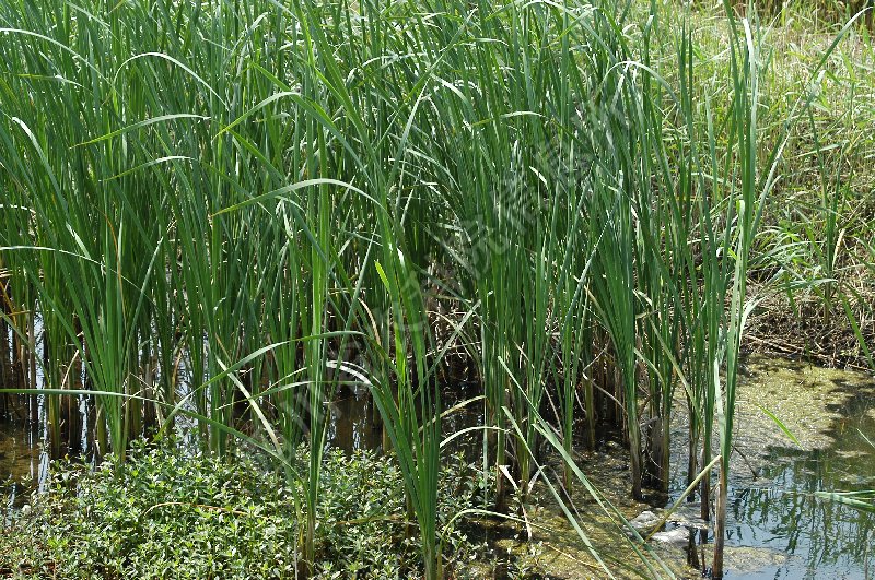 香蒲病害图片