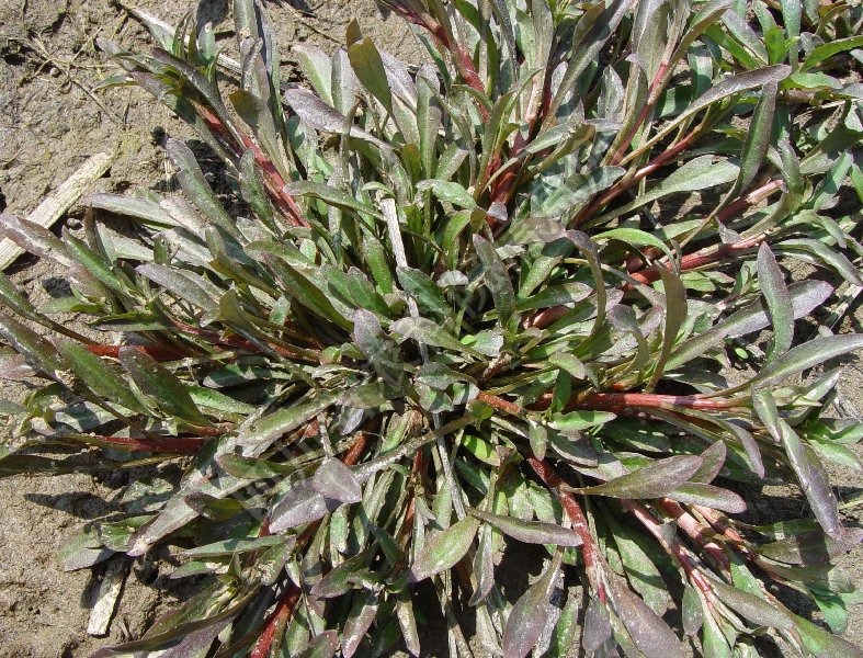 球果芥病害图片