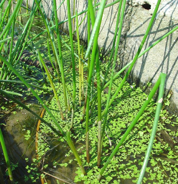 野荸荠病害图片