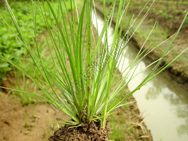 水虱草病害图片