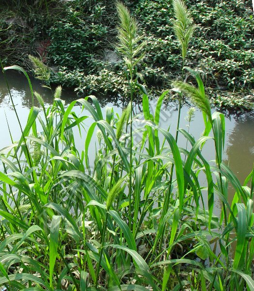 孔雀稗病害图片