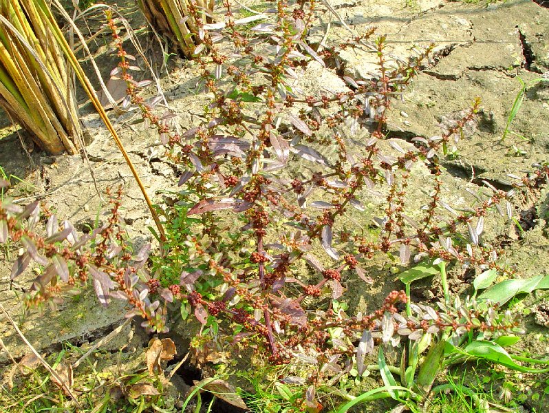 多花水苋病害图片