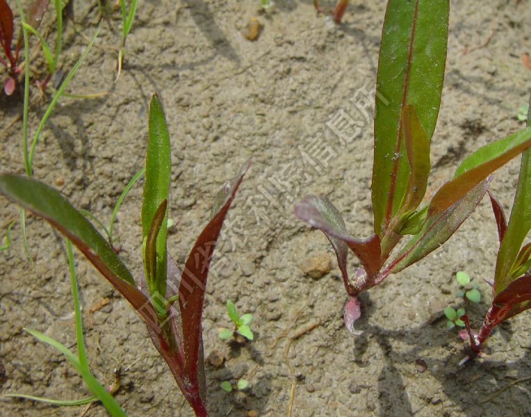 水蓼病害图片