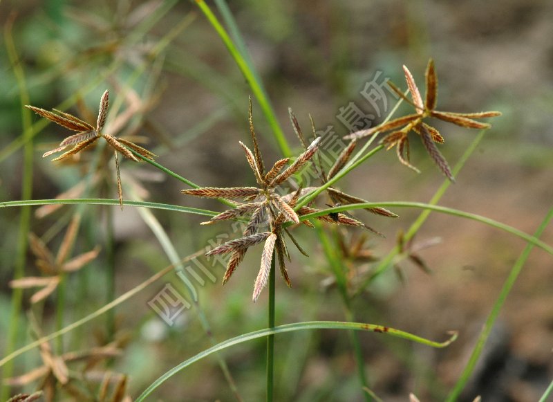 球穗扁莎病害图片