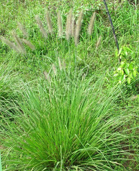 狼尾草病害图片
