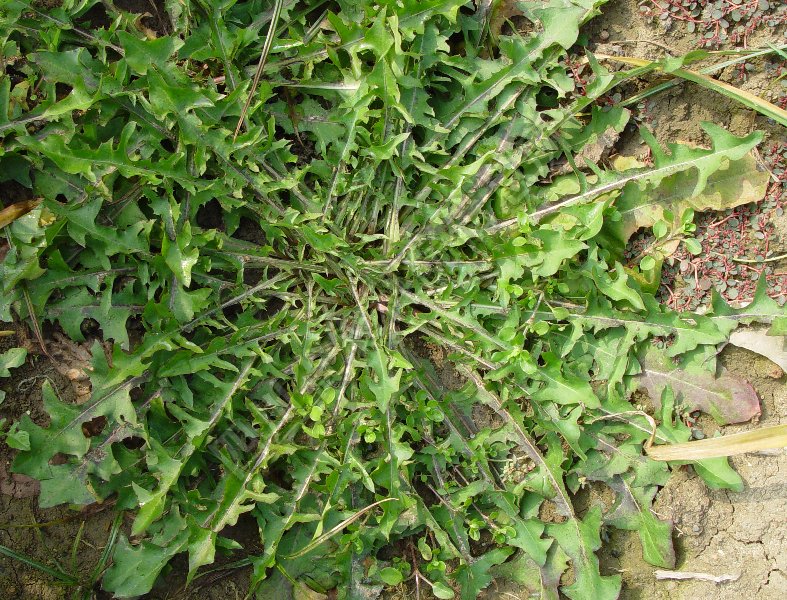 蒲公英病害图片