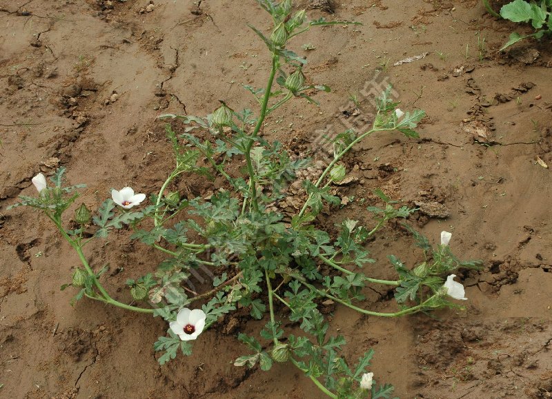 野西瓜苗病害图片