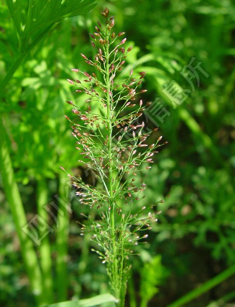 鲫鱼草病害图片