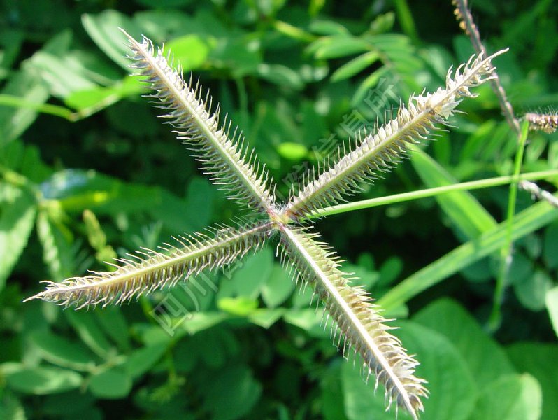 龙爪茅病害图片
