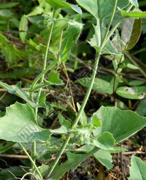 一点红病害图片