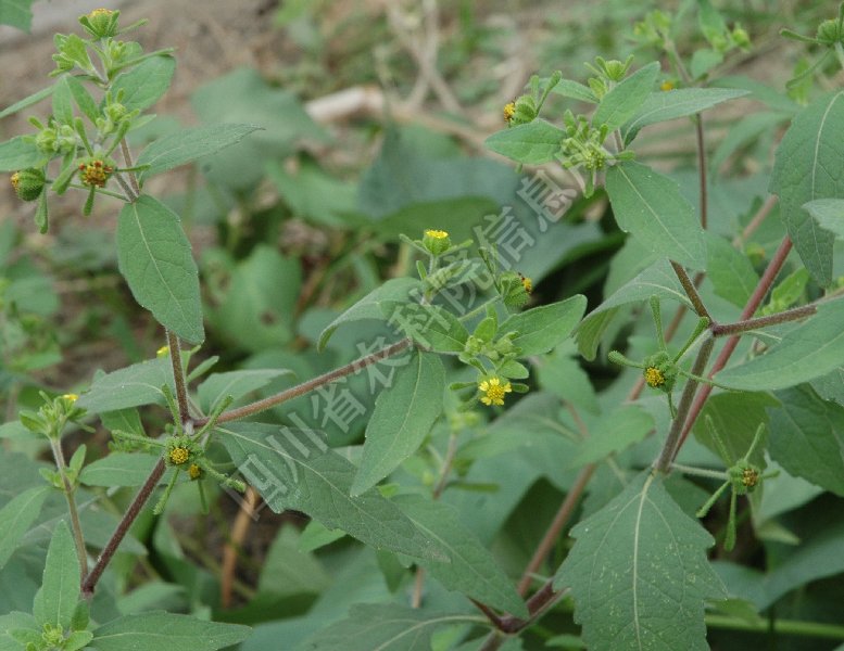 腺梗豨莶病害图片