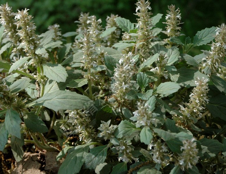 瘦风轮菜病害图片