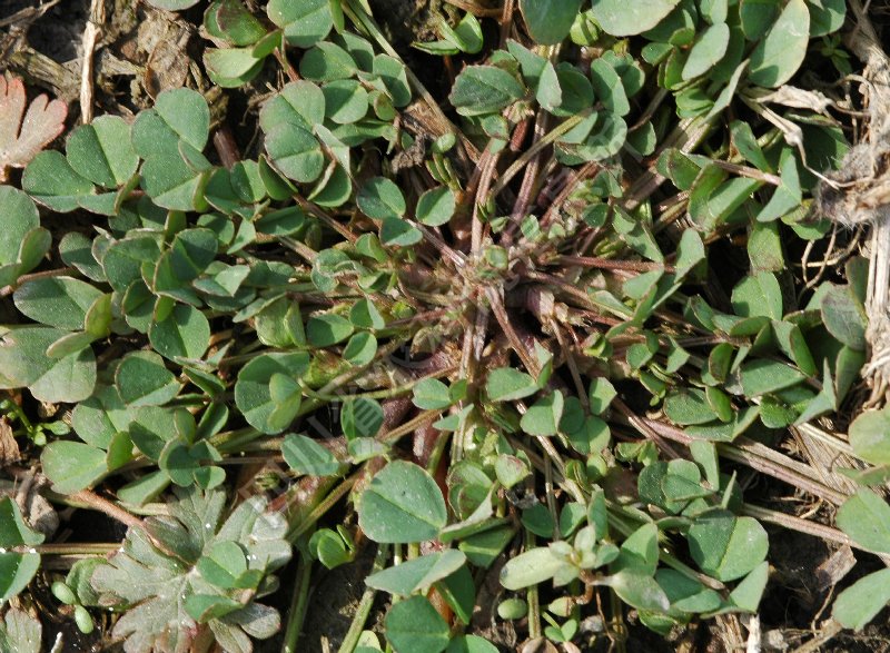 白车轴草病害图片