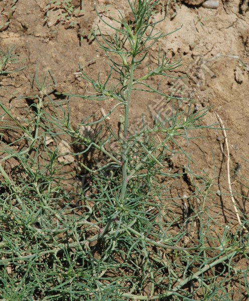 盐地碱蓬病害图片