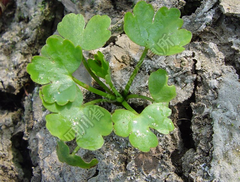 石龙芮病害图片