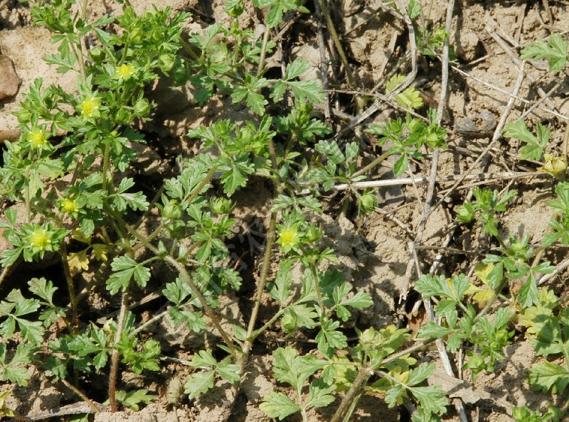 匍枝委陵菜病害图片