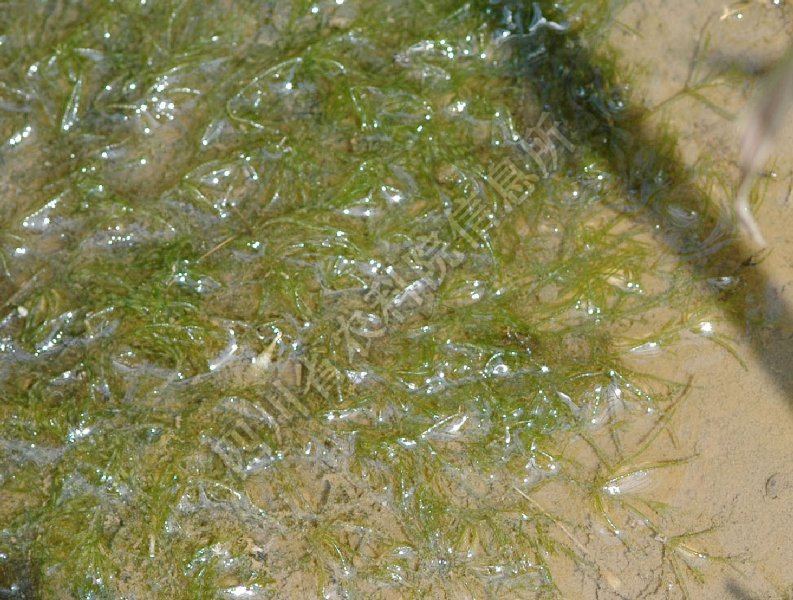 小托珊瑚轮藻病害图片